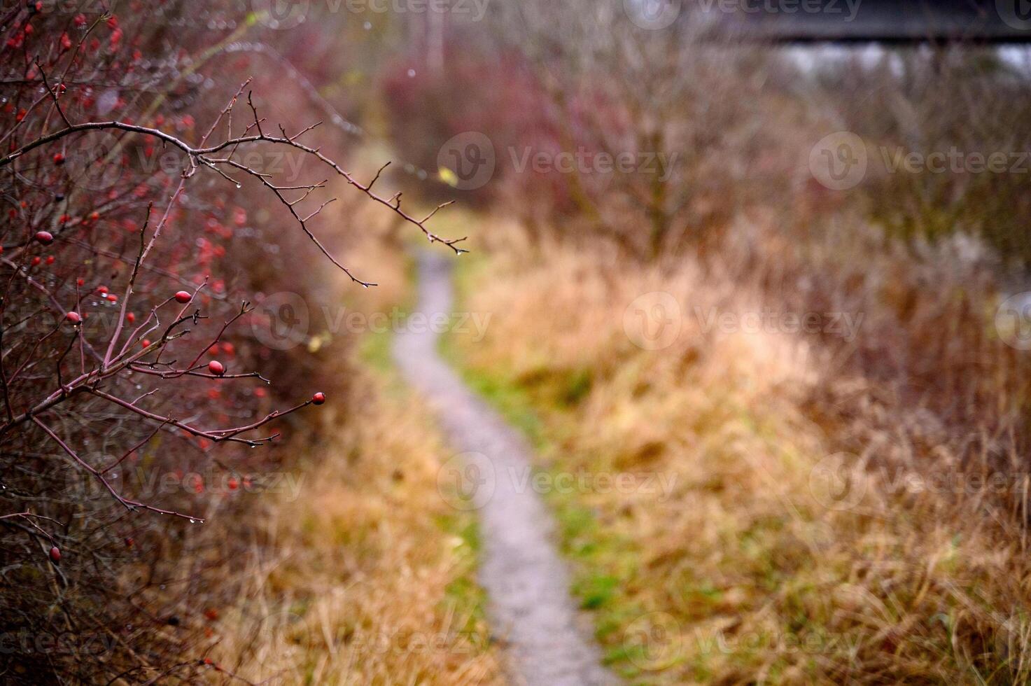 A path in a park rainy day copy space photo