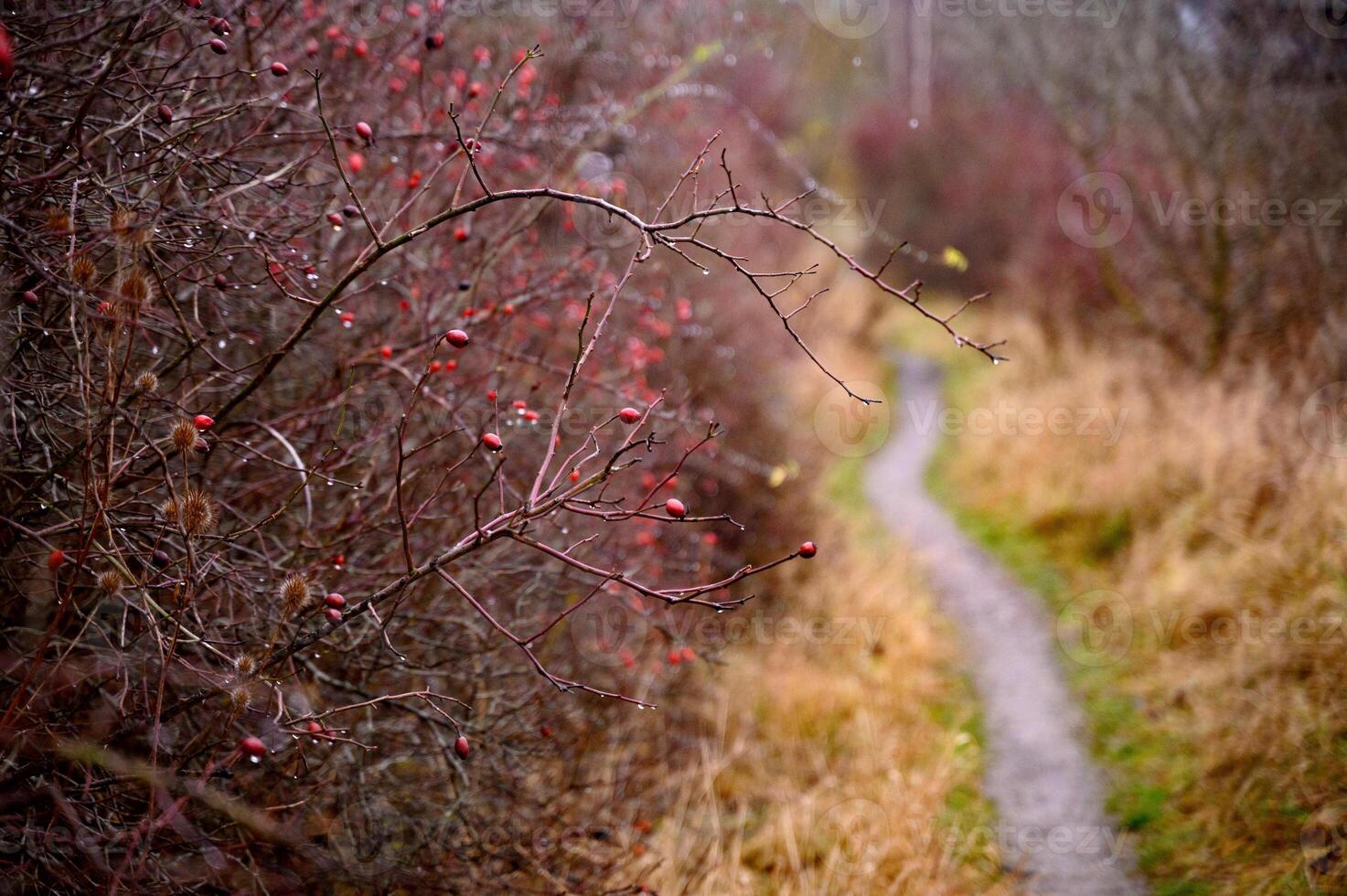 A path in a park rainy day copy space photo