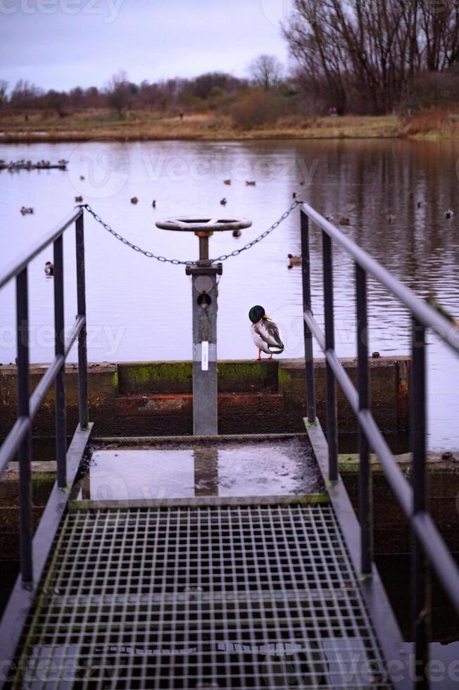 A duck at a city pond winter autumn tap photo