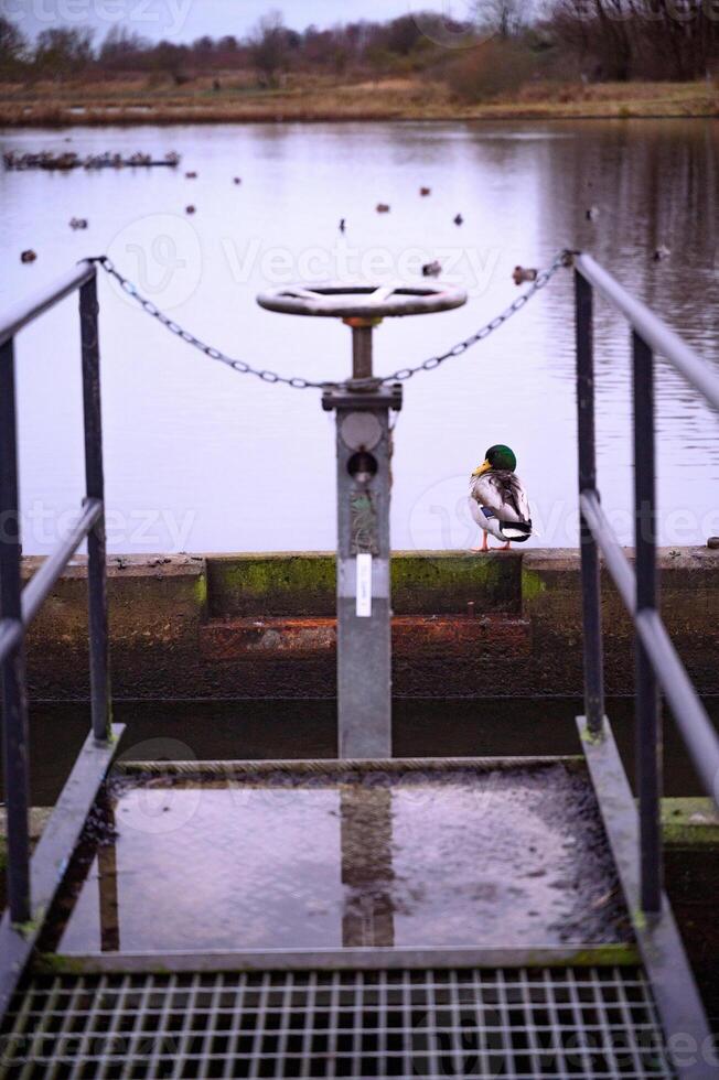 A duck at a city pond winter autumn tap photo