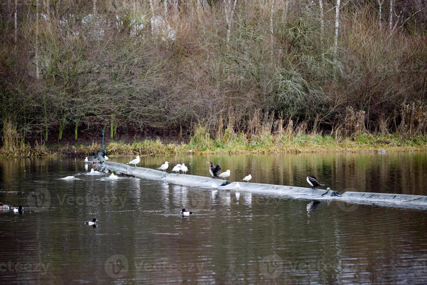 wild birds on the pond cormorant photo
