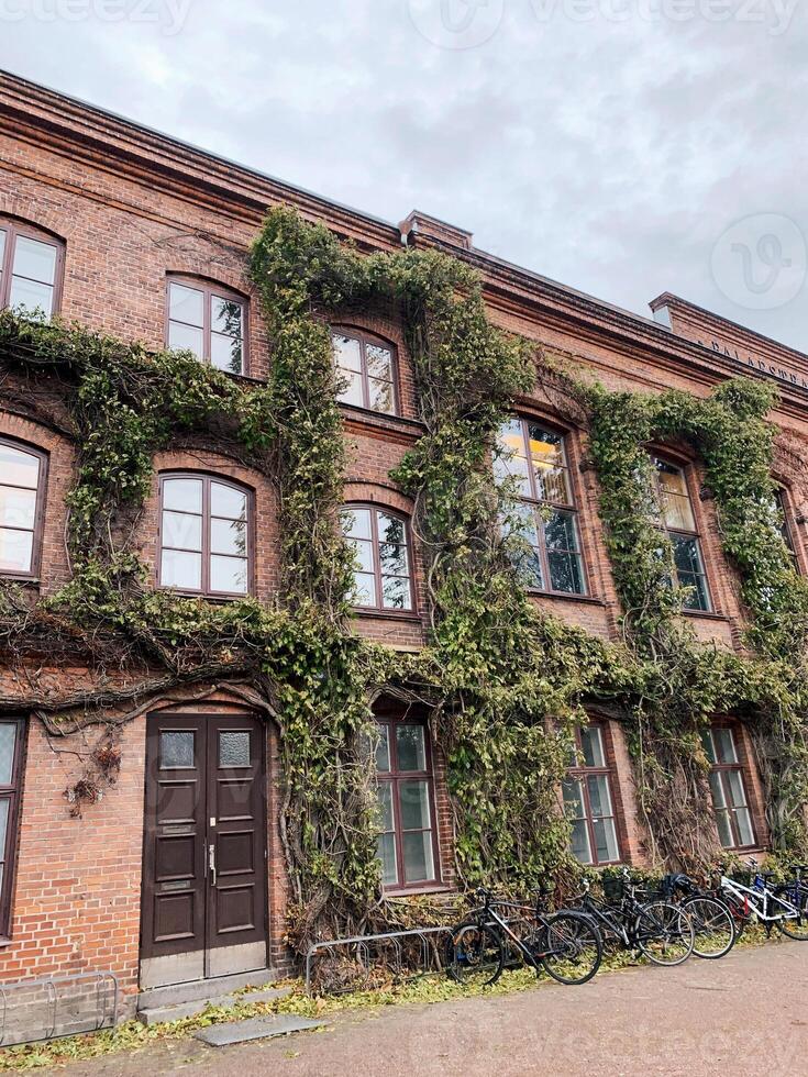 An ivy on the wall in Lund Sweden photo