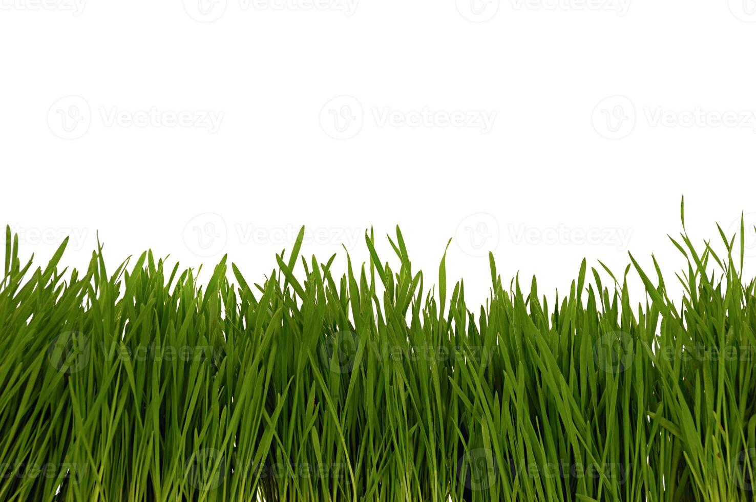 Green grass on white background. photo
