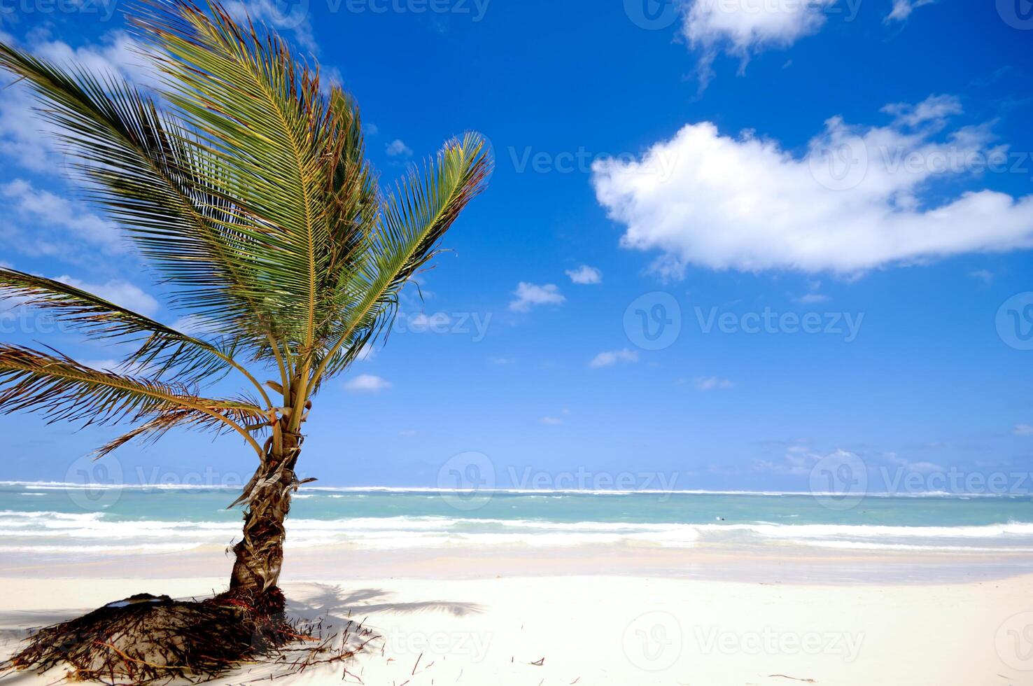 Palm on a tropical beach photo