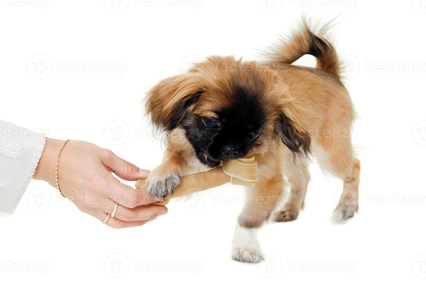 Puppy eating bone photo