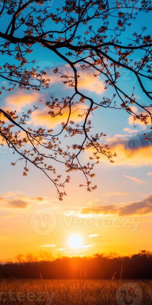 A tree branch with leaves and a sun in the sky photo