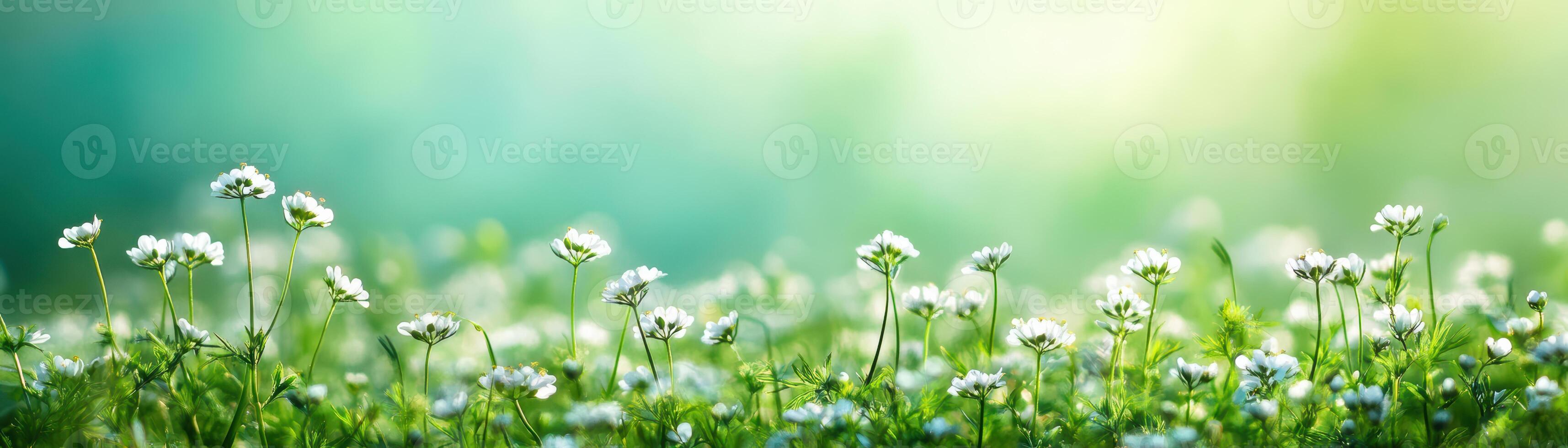 A field of white flowers with a bright blue sky in the background photo