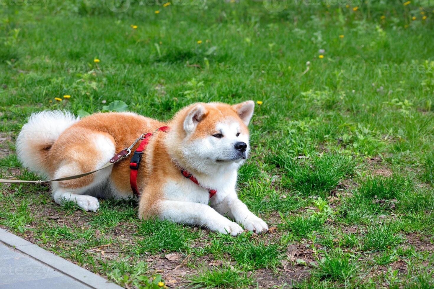 The Japanese Akita Inu dog breed lies on a green lawn on a summer day. photo