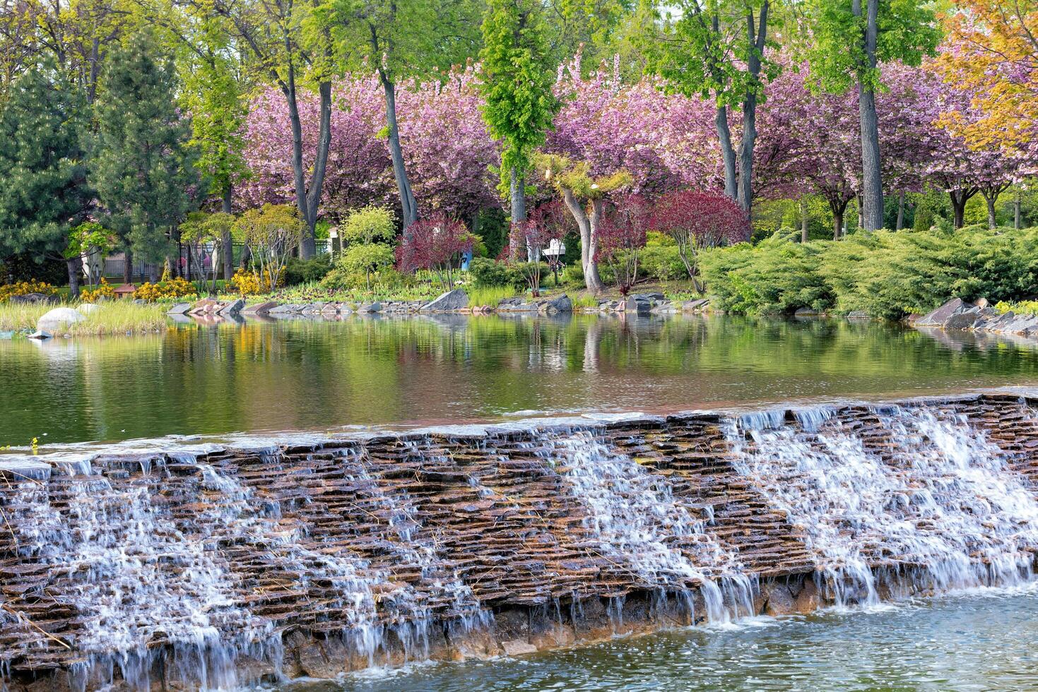 A beautiful cascading waterfall in the spring garden against the backdrop of cherry blossoms. photo
