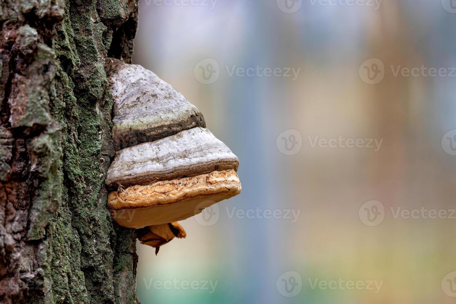 Unique mushroom growth on a tree trunk in a serene forest setting during springtime. Copy space. photo