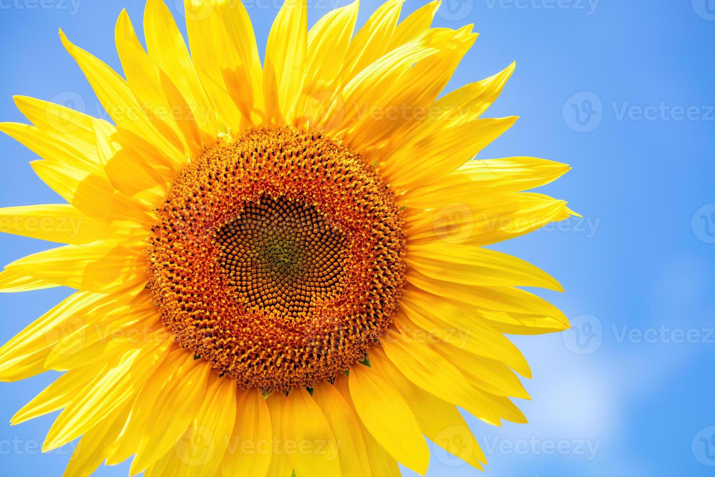 Bright sunflower standing tall under a clear blue sky on a sunny day in summer photo