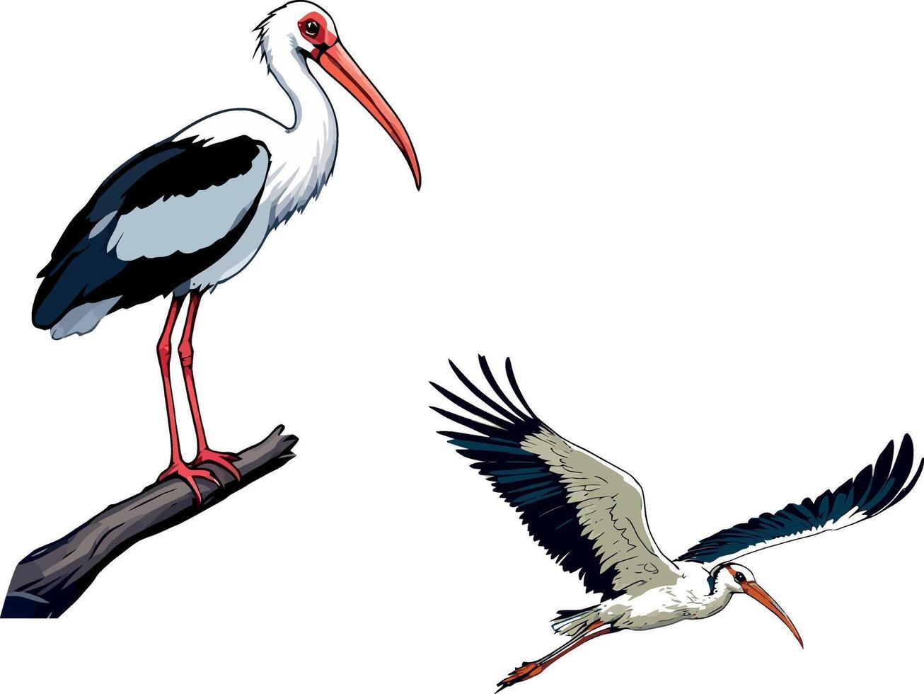 Majestic stork perched on branch and soaring through sky vector