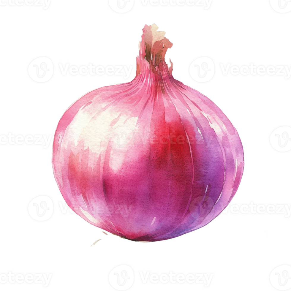 Watercolor Painting Of A Single Red Onion png