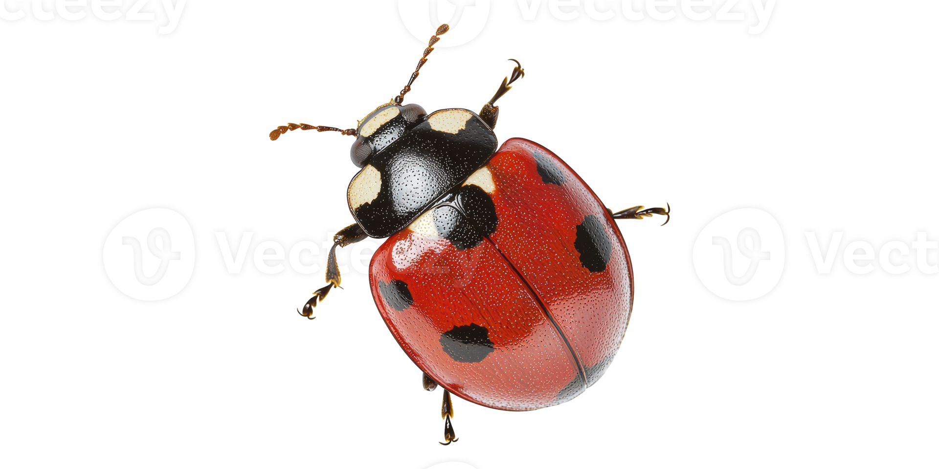 Ladybug with red spots isolated on transparent background png