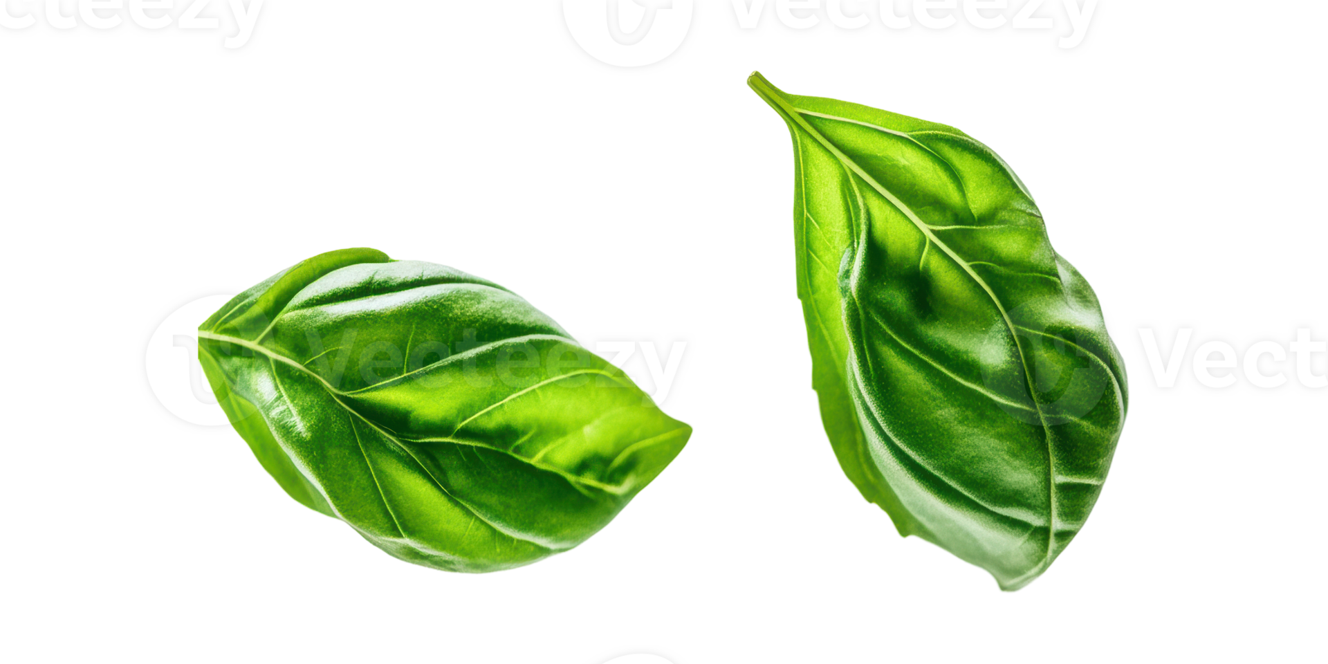 Fresh green basil leaves isolated on transparent background png