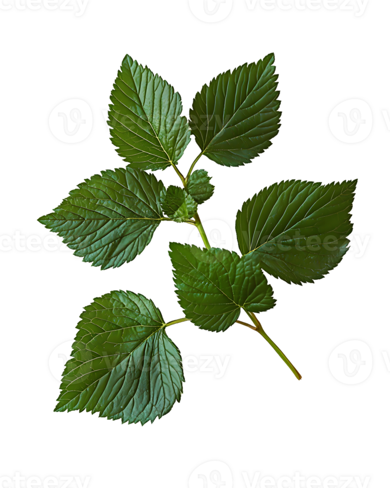 Intricate Green Sprig with Five Leaves png