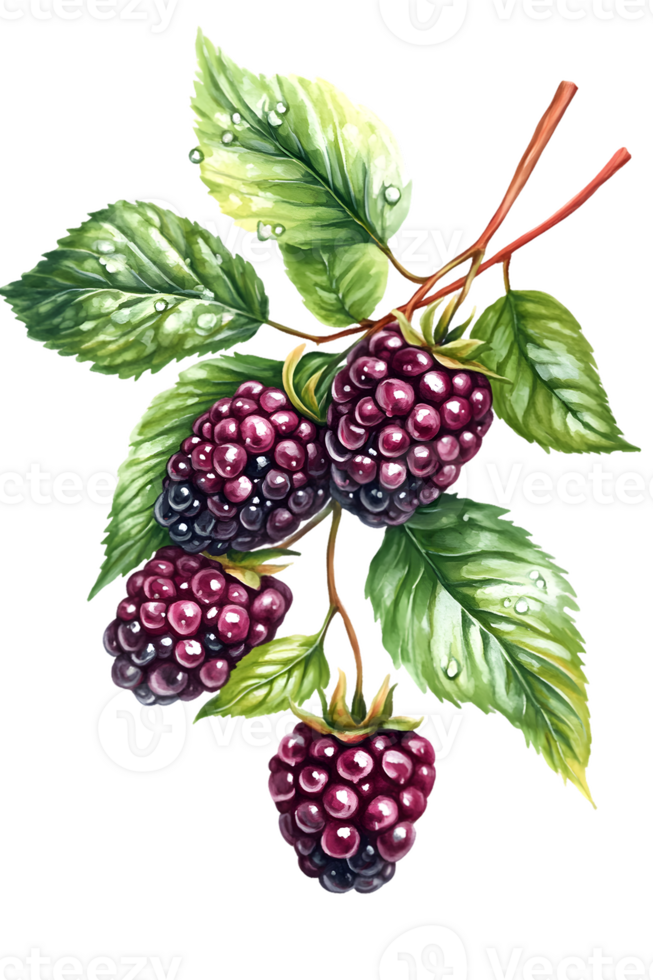 Ripe Blackberries with Dewy Green Leaves, Watercolor Illustration png