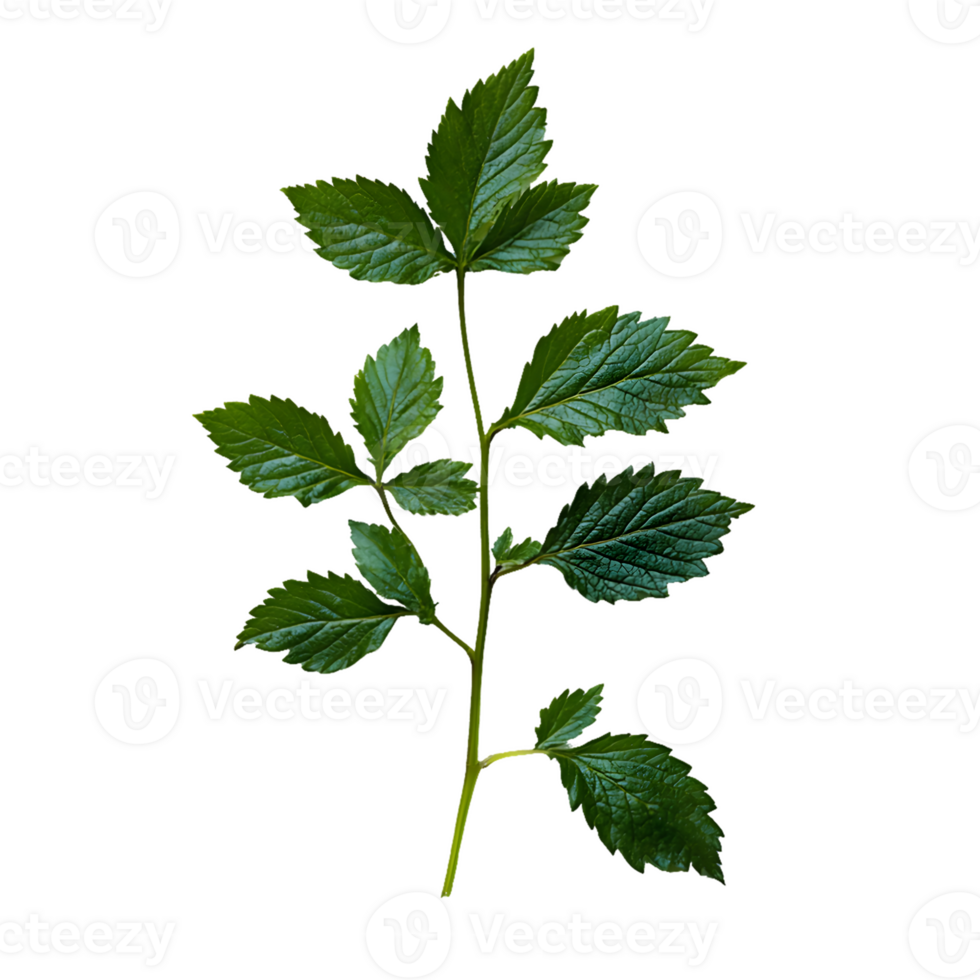 Vibrant Green Plant Sprig with Serrated Leaves Close-up png