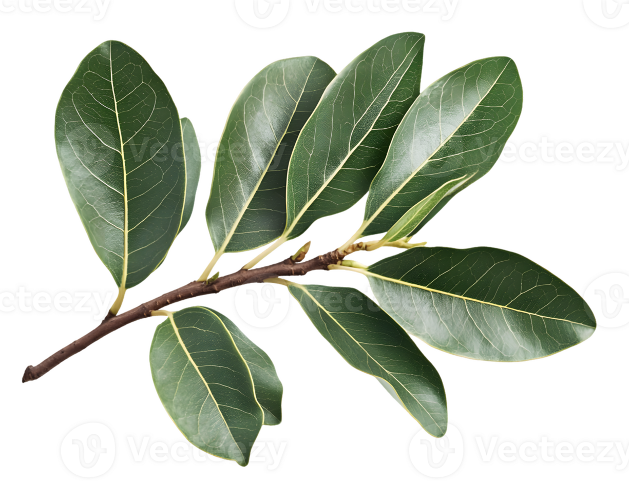 Dark Green Leaves Branch Close-up png