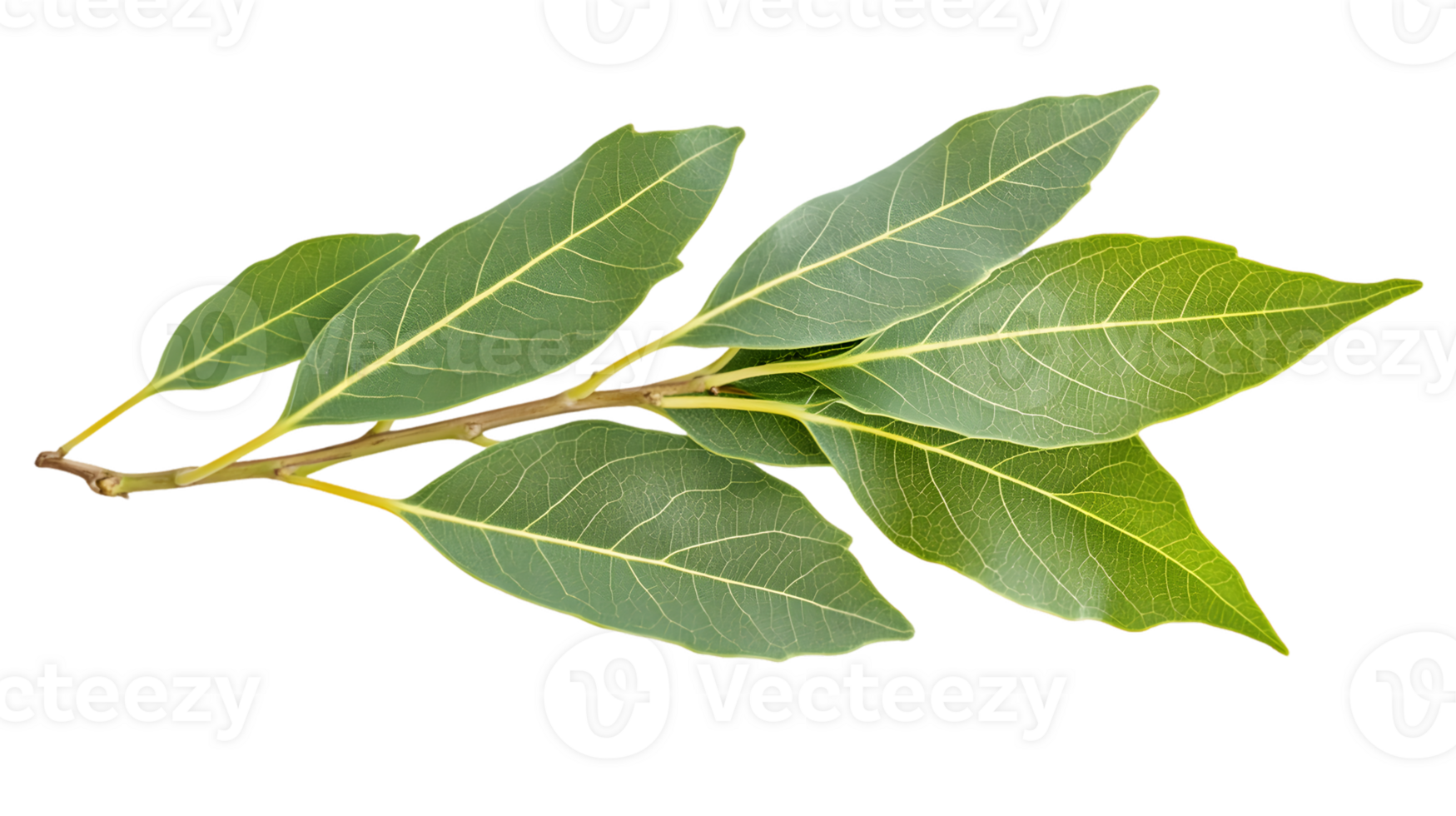 Fresh Green Sprig of Leaves with Detailed Texture png
