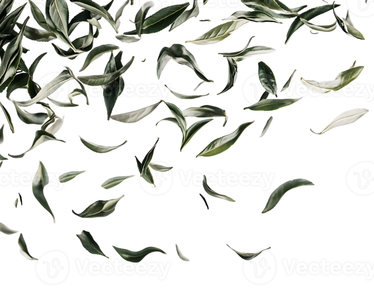Falling Variegated Leaves A Dynamic Composition png