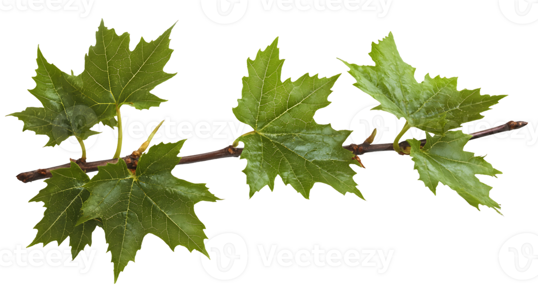 Glistening Green Maple Leaves on a Branch png
