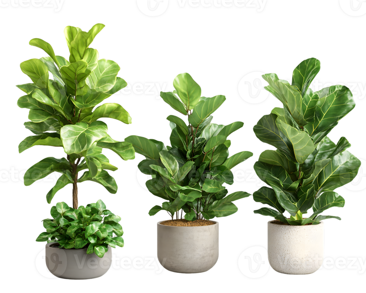 Lush Fiddle Leaf Fig Plants in Modern Pots png
