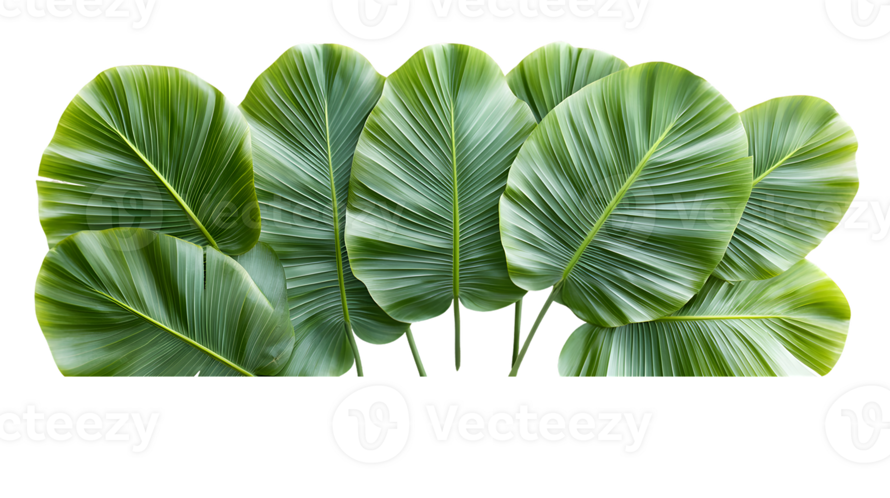 Lush Green Tropical Leaves with Detailed Veining png