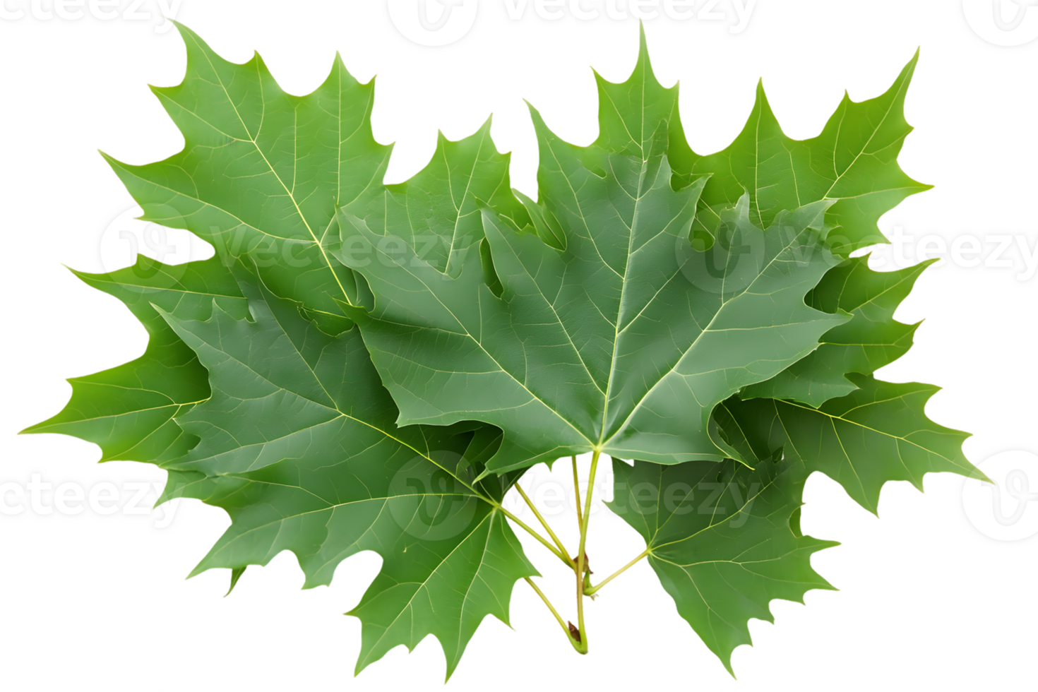 Vibrant Green Maple Leaves Close-up png