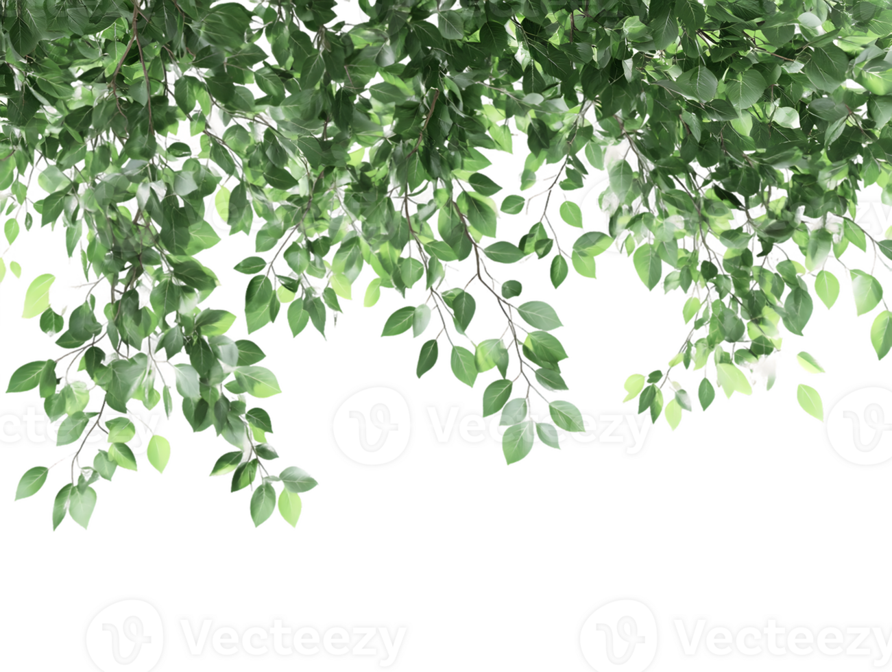 Lush Green Foliage Cascading Down, Creating a Natural Frame for Spring and Summer Designs png