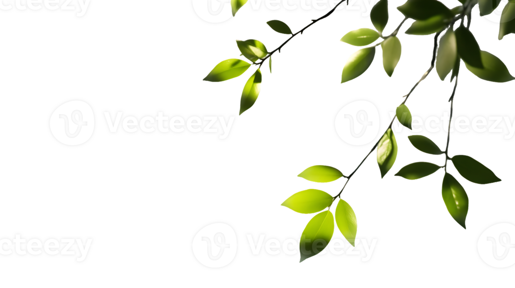 Luminous Green Leaves on Branch png