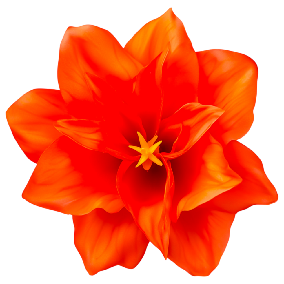 Vibrant Orange Flower with Intricate Petals png