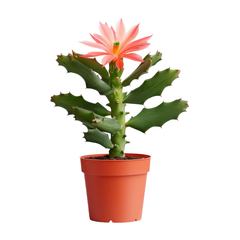 Cactus flowering event indoor plant nature close-up png