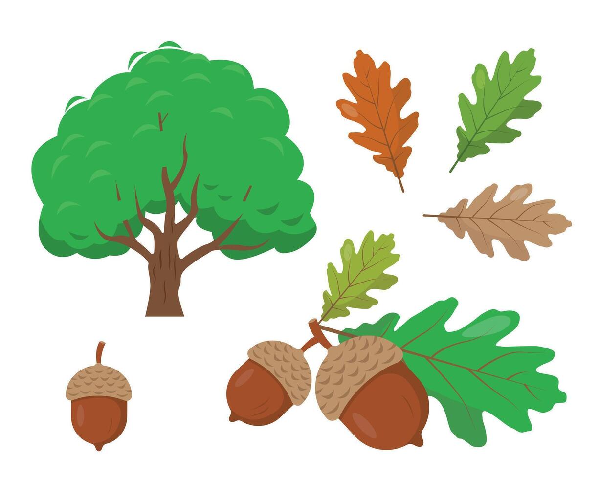 Oak tree, acorns and oak leaves isolated on white background. Nature icons set. vector