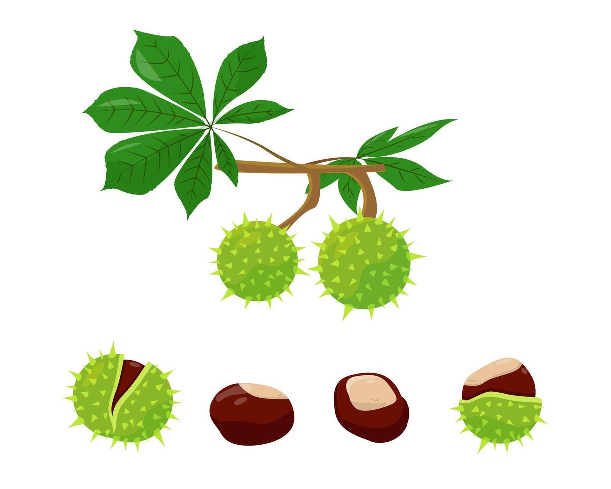 Chestnuts set on white background. Leaves, peel and seeds of chestnut. vector