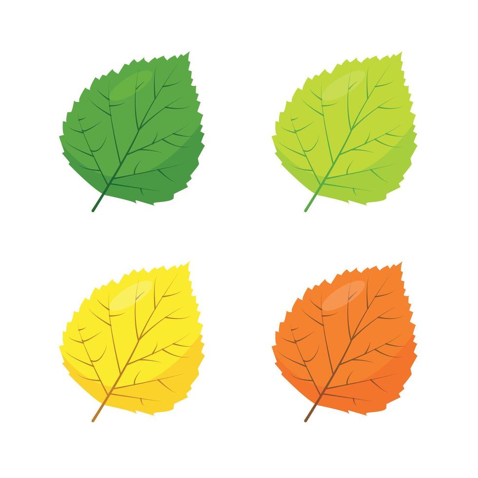 Multicolored Poplar, Betula or Aspen leaves icons isolated on white background. Green, yellow and brown leef. illustration for autumn nature seasonal design. vector