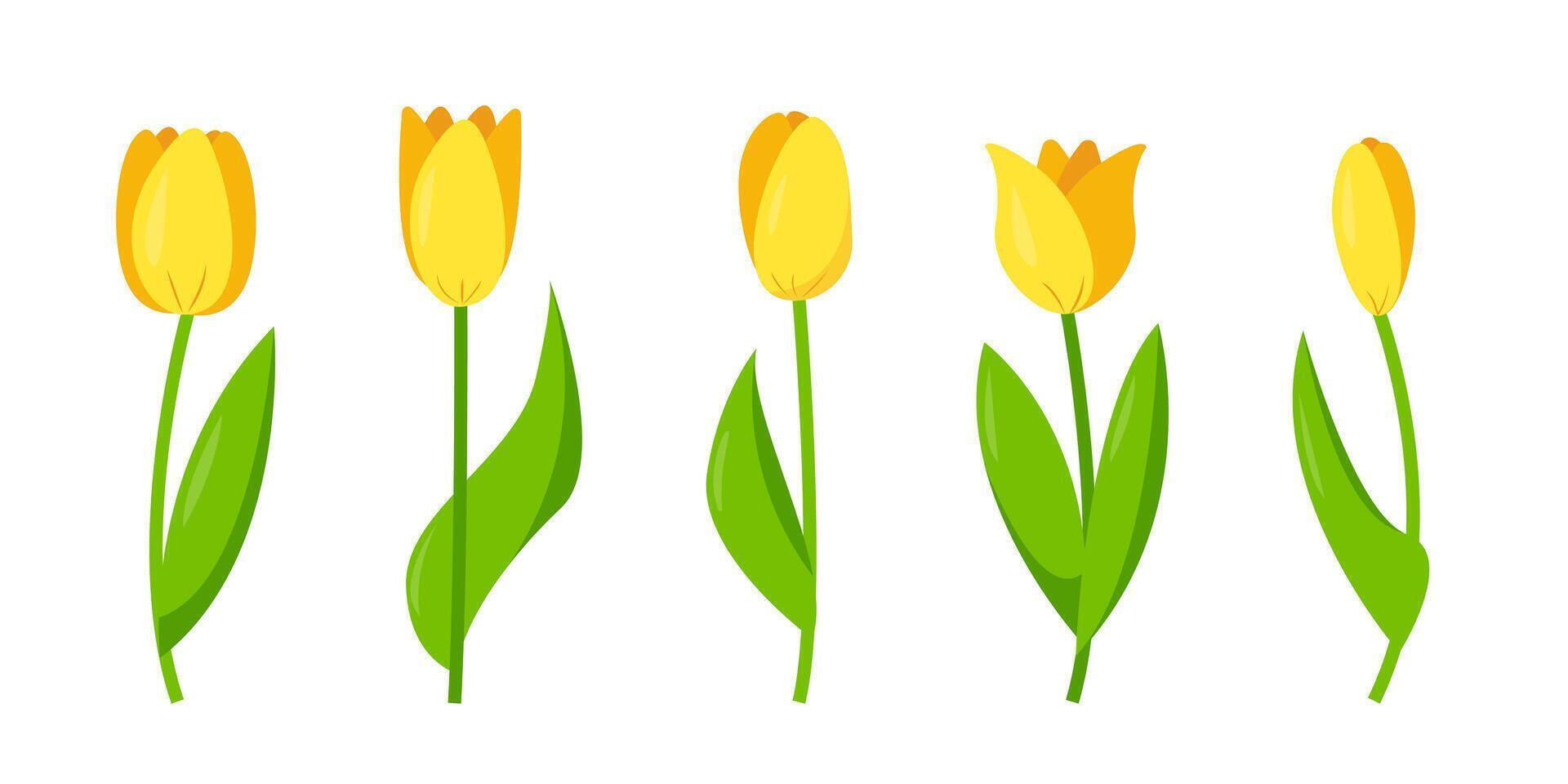 Set of yellow tulips. Flower elements for spring or festive design. vector