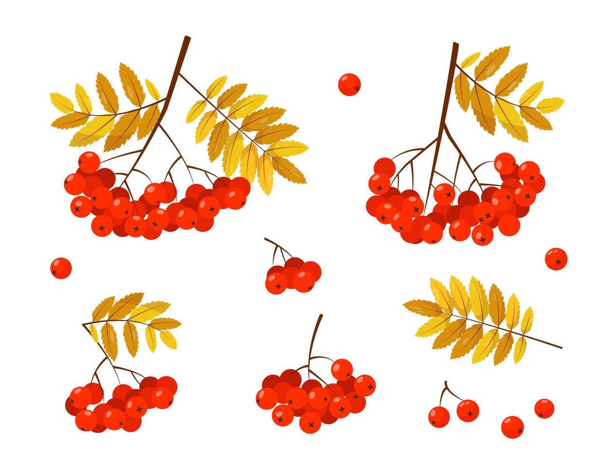 Rowan branches with red berries and leaves on white background. Elements for autumn or summer nature design. vector