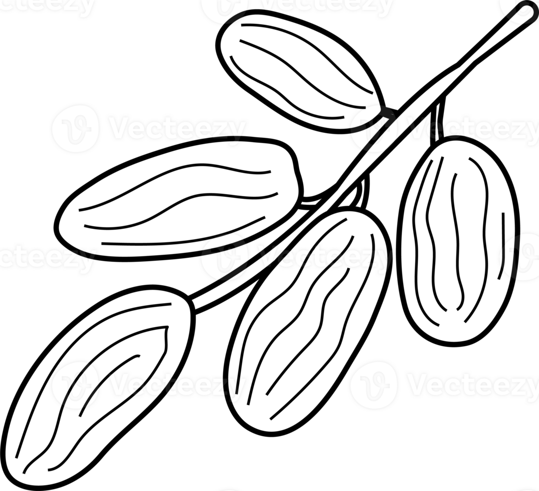 Minimalist Line Art of Branch of Dates for Coloring Page png