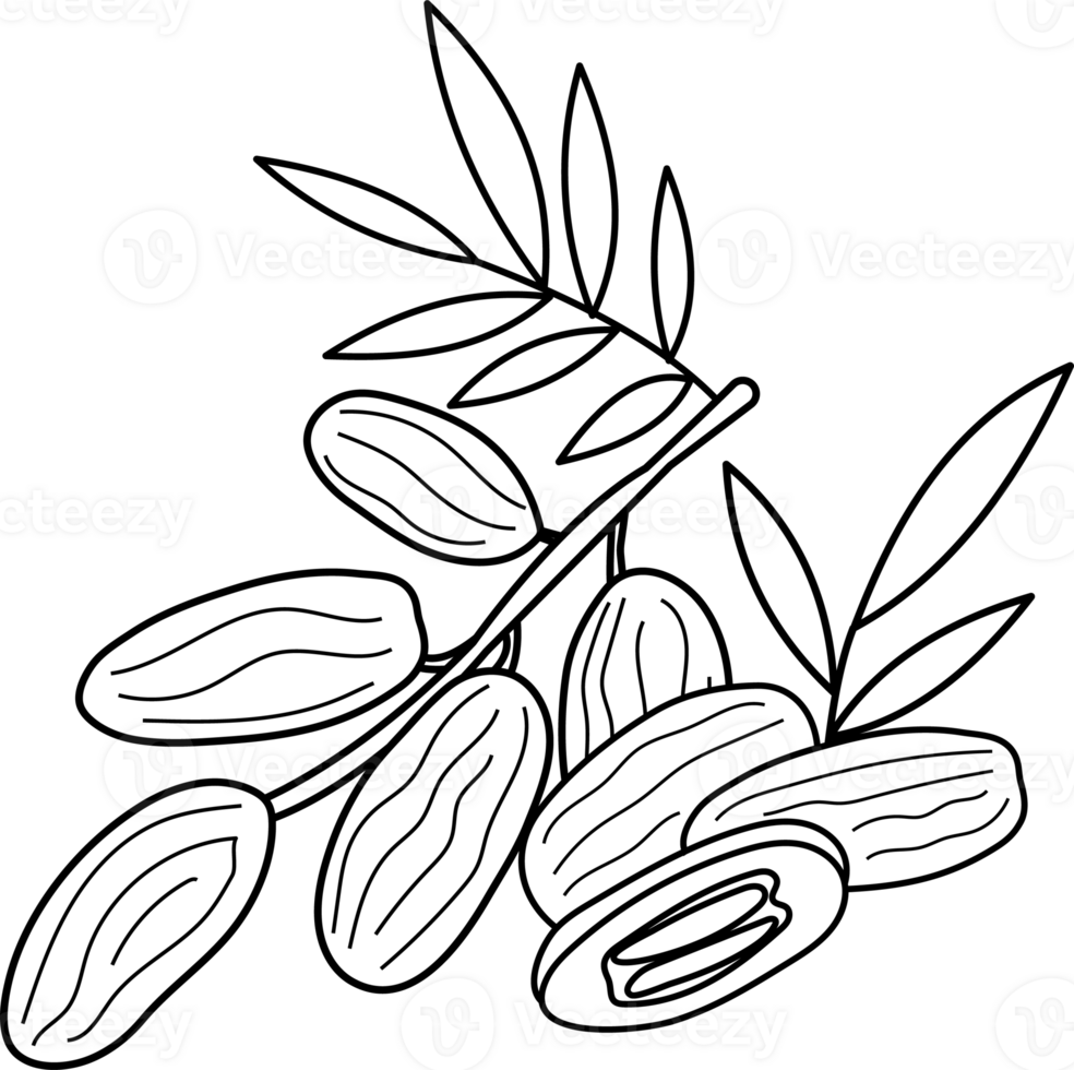 Hand-Drawn Illustration of Dates and Leaves for Coloring Page png