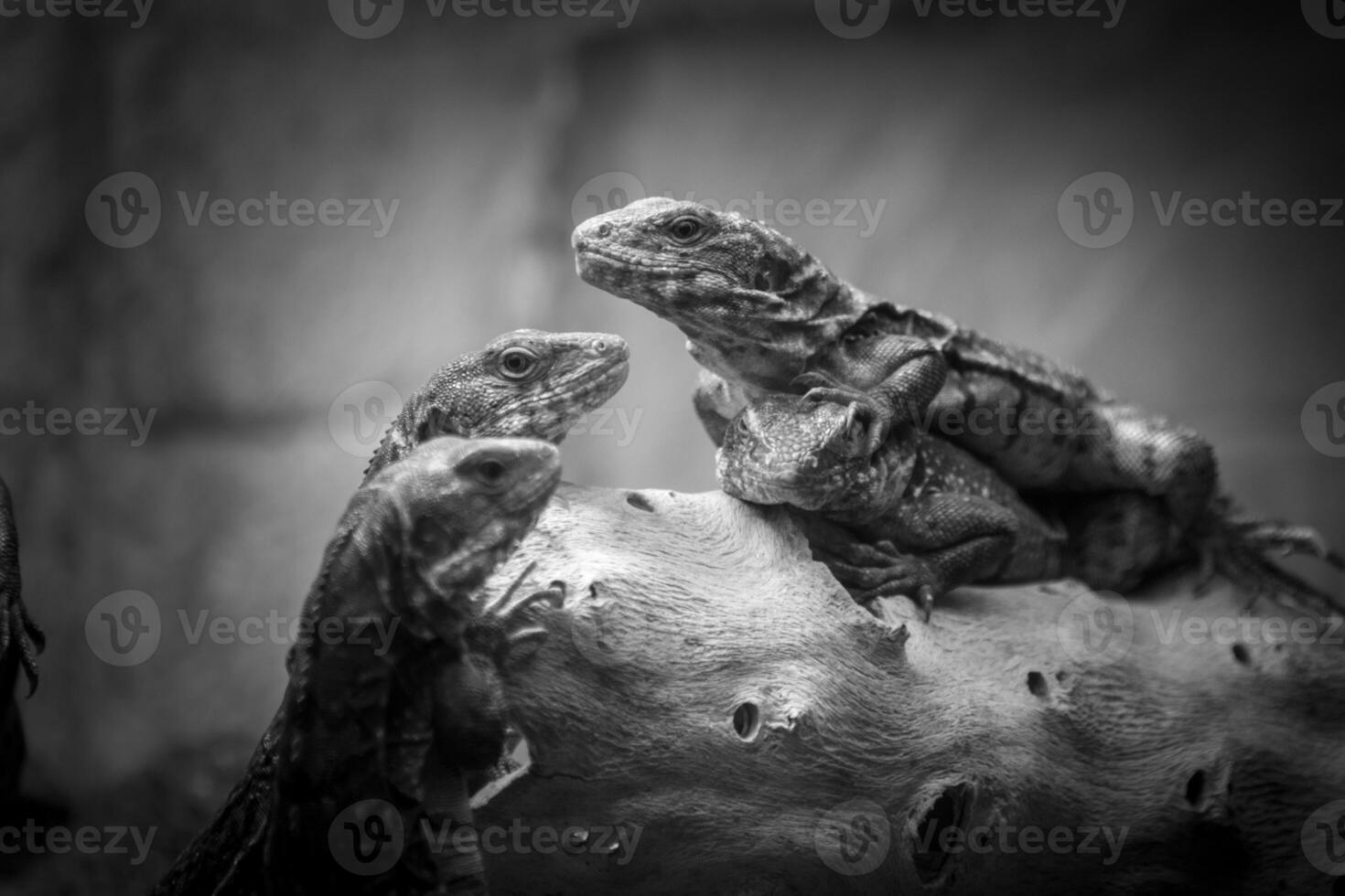 three lizard reptiles taking in the morning sun on a piece of wood black and white photo