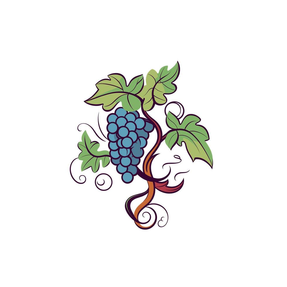 Grapevine illustration featuring clusters of blue grapes and swirling leaves vector