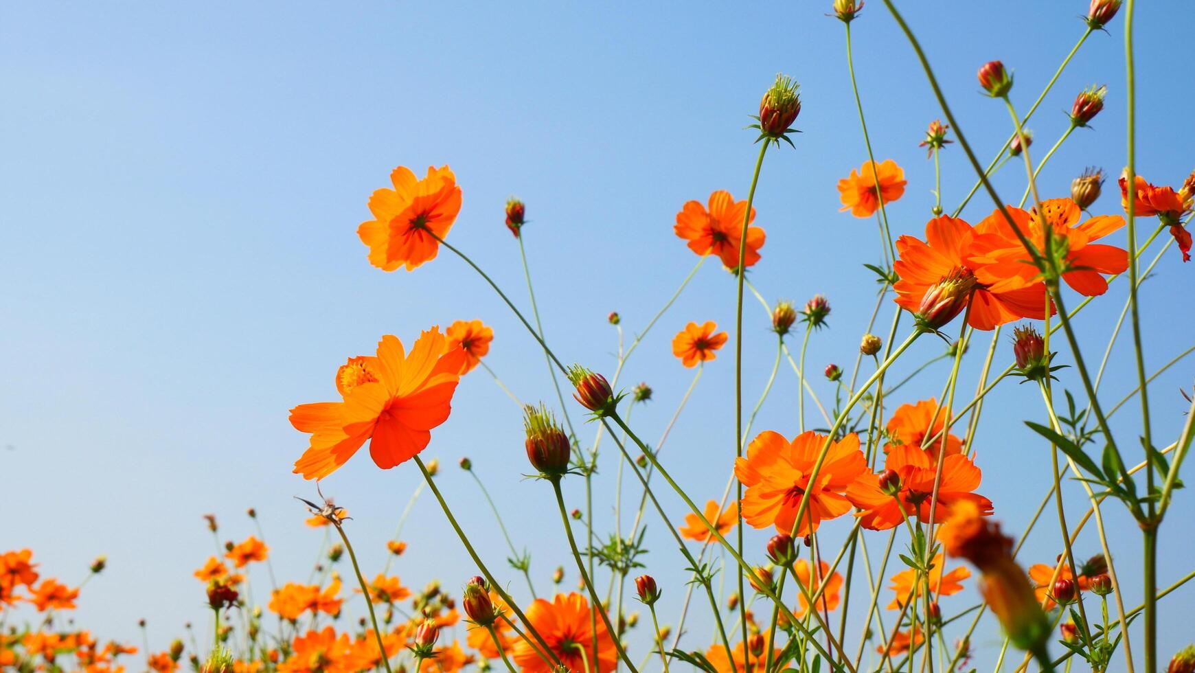 Blue Sky Background Framed with Orange Cosmos photo