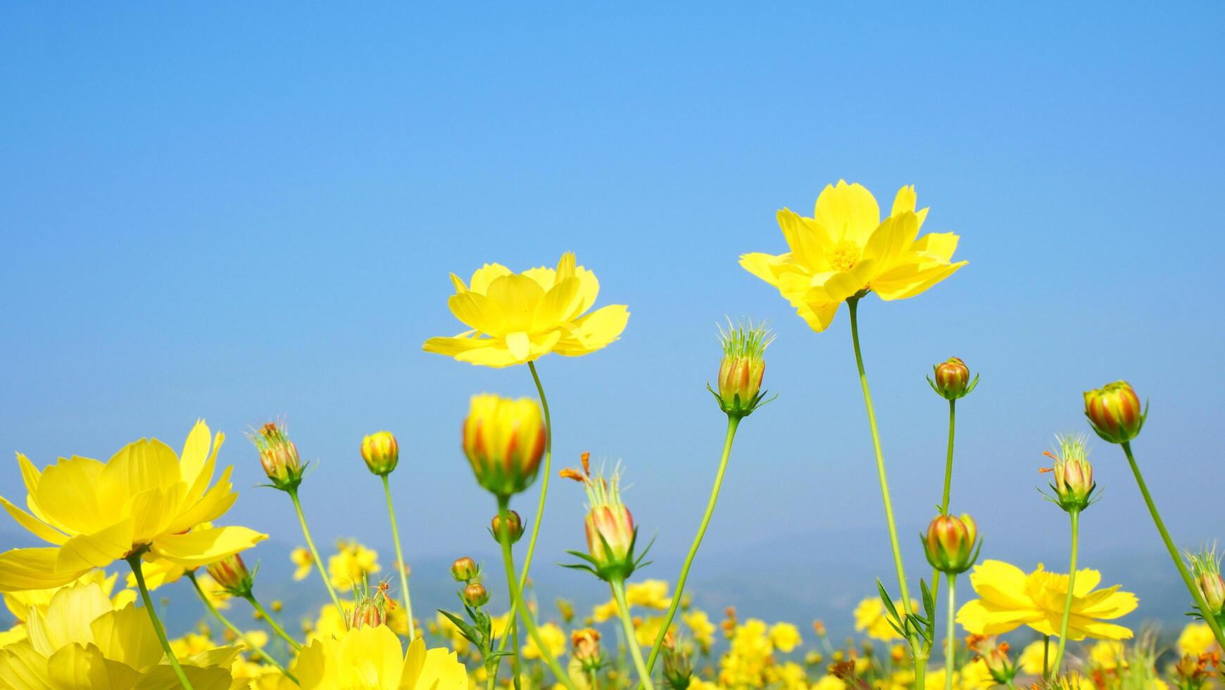 Close up shot of beautiful yellow cosmos flowers blooming photo