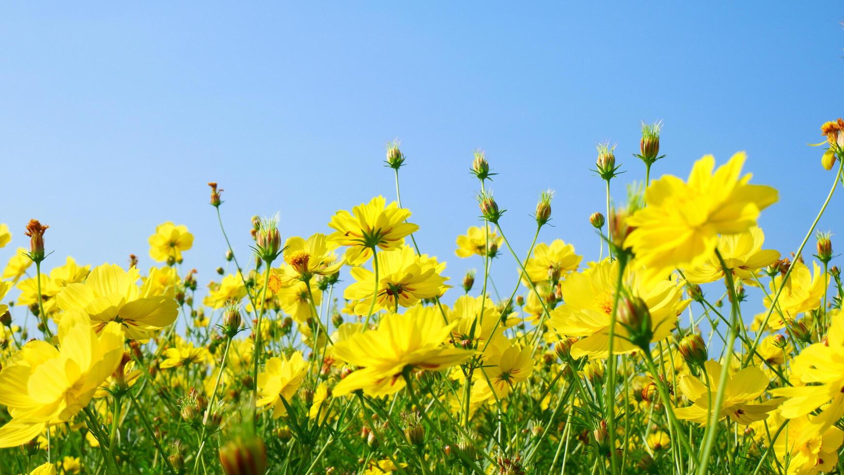 A field of beautiful yellow cosmos flowers amidst a clear sky background photo