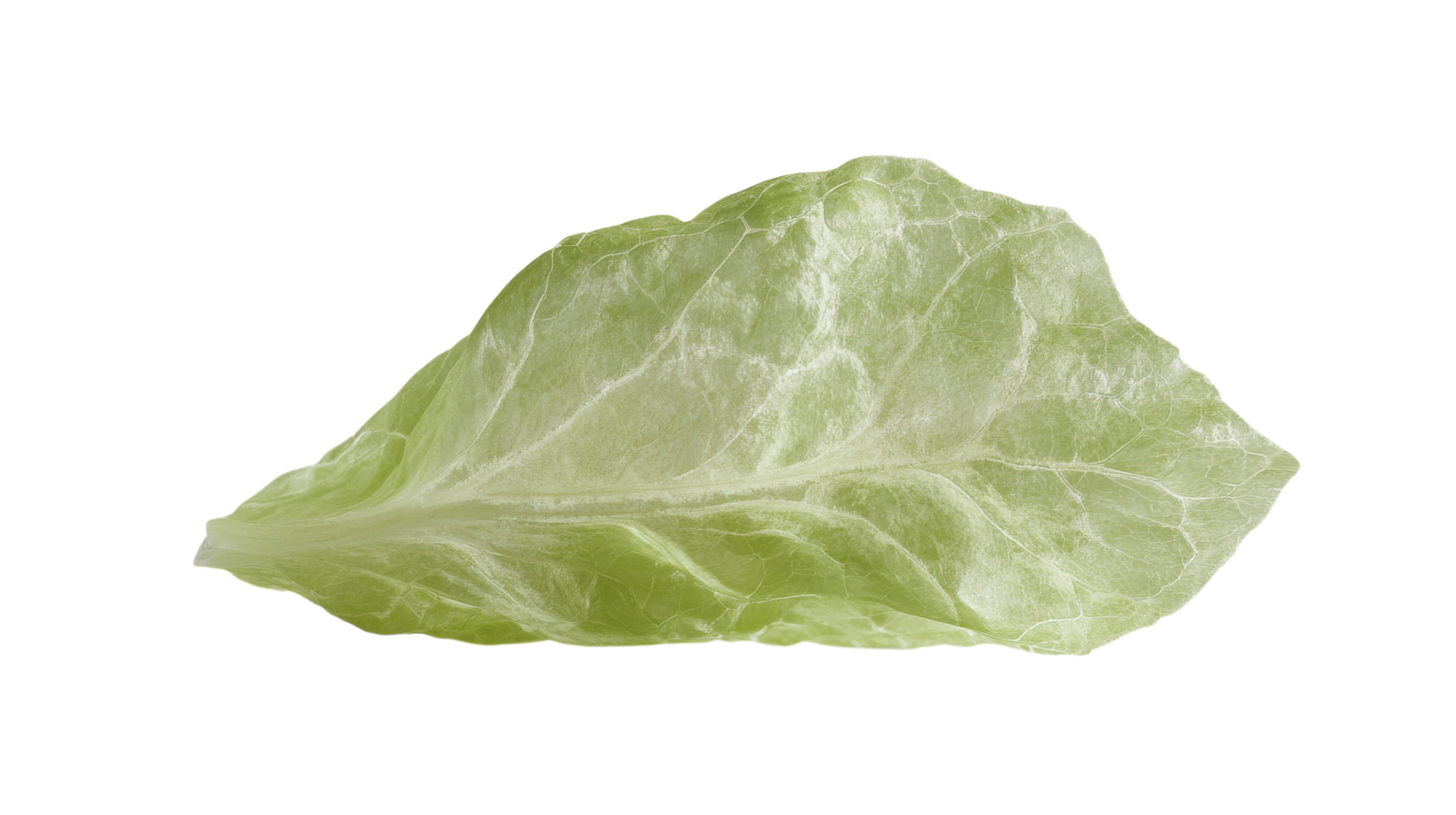 Crisp and Fresh Iceberg Lettuce Leaf Perfect for Salad and Culinary Presentations in a Clean White Background. png