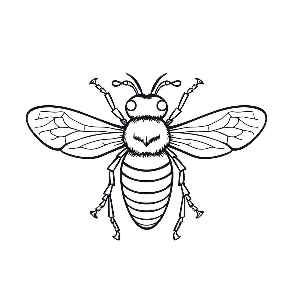 Detailed illustration of a bee showcasing intricate wing and body structures in black and white vector