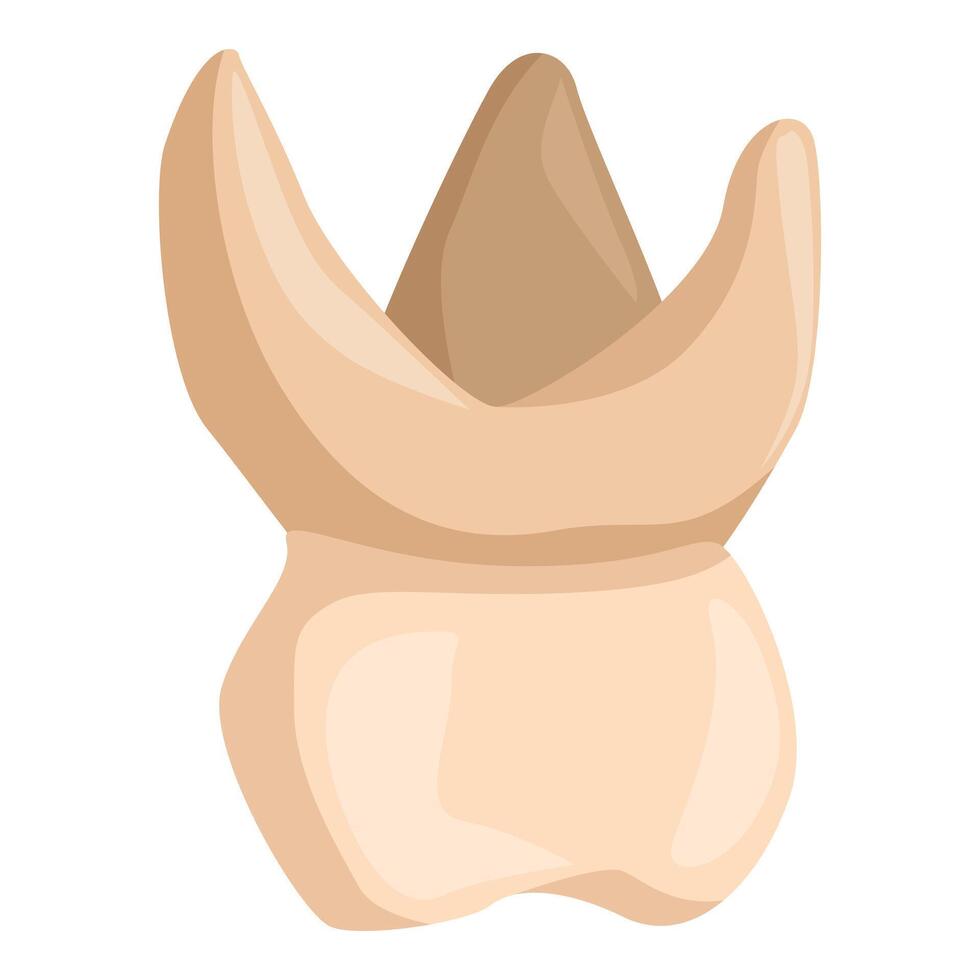 Upper first molar emerging from gums during teething process vector