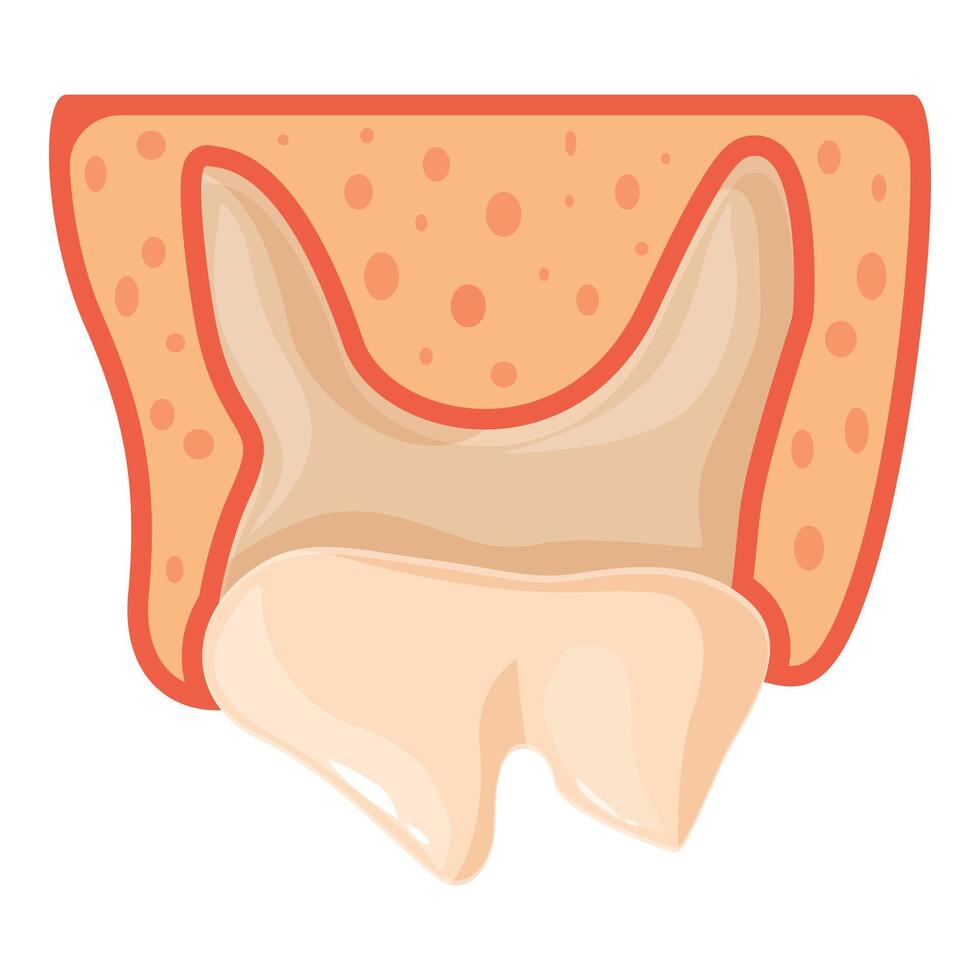 Healthy tooth erupting from gums, medical illustration showing tooth anatomy vector