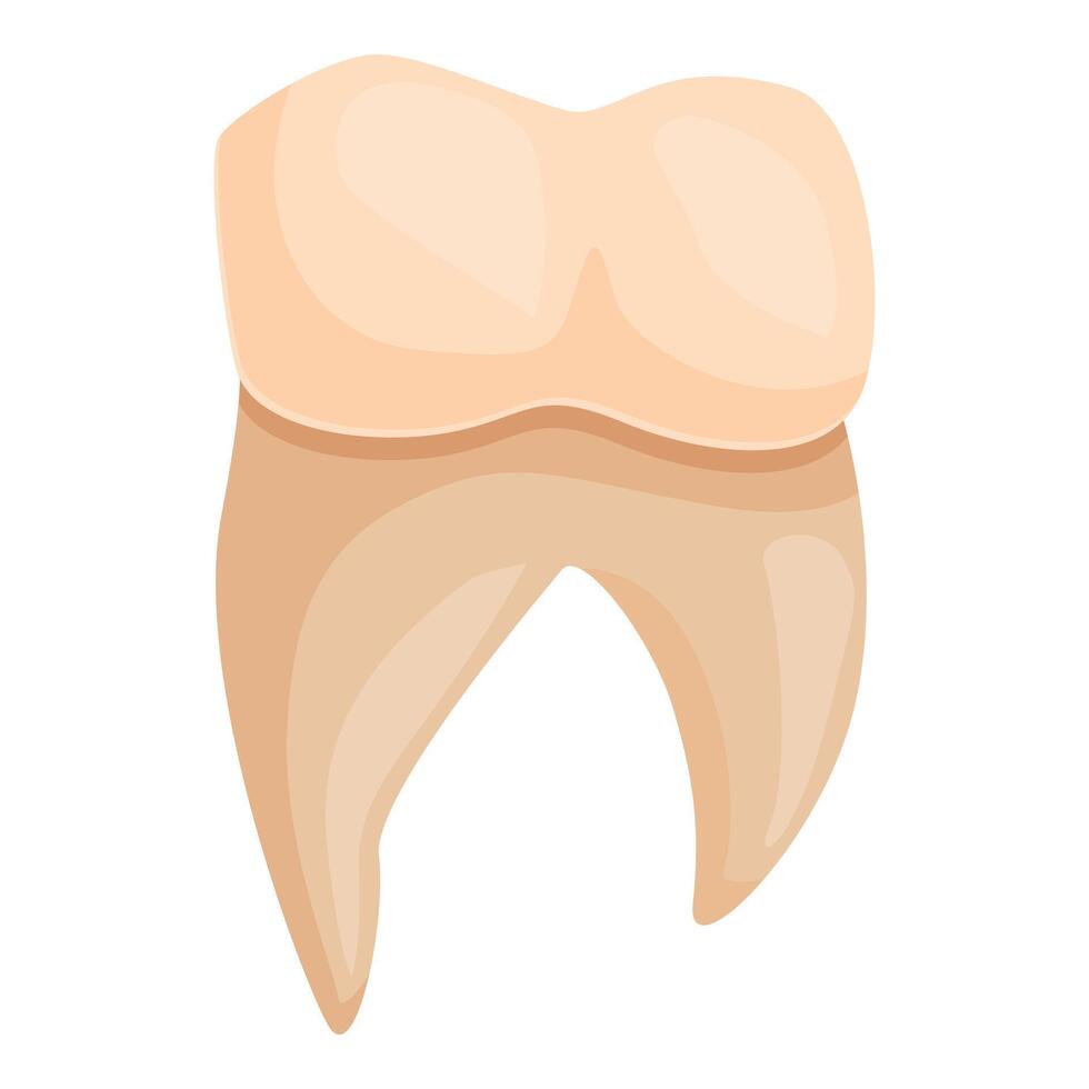 Healthy human tooth showing crown and root structure vector
